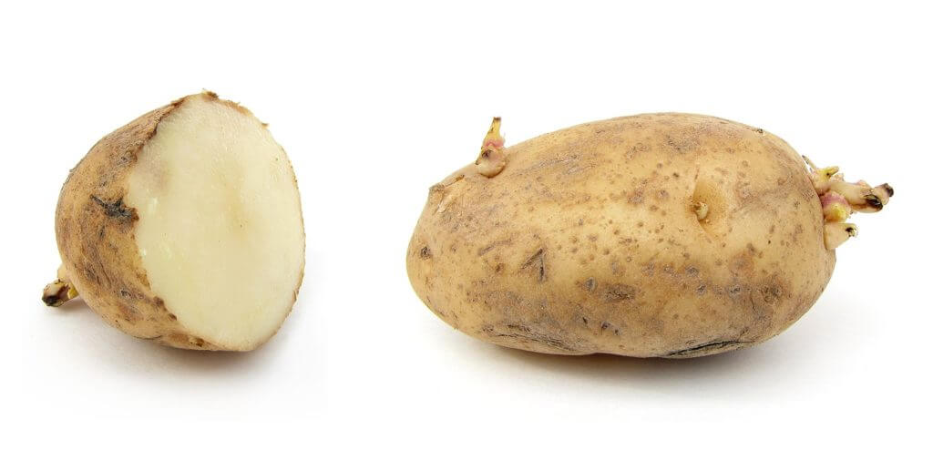 prevent potato sprouting