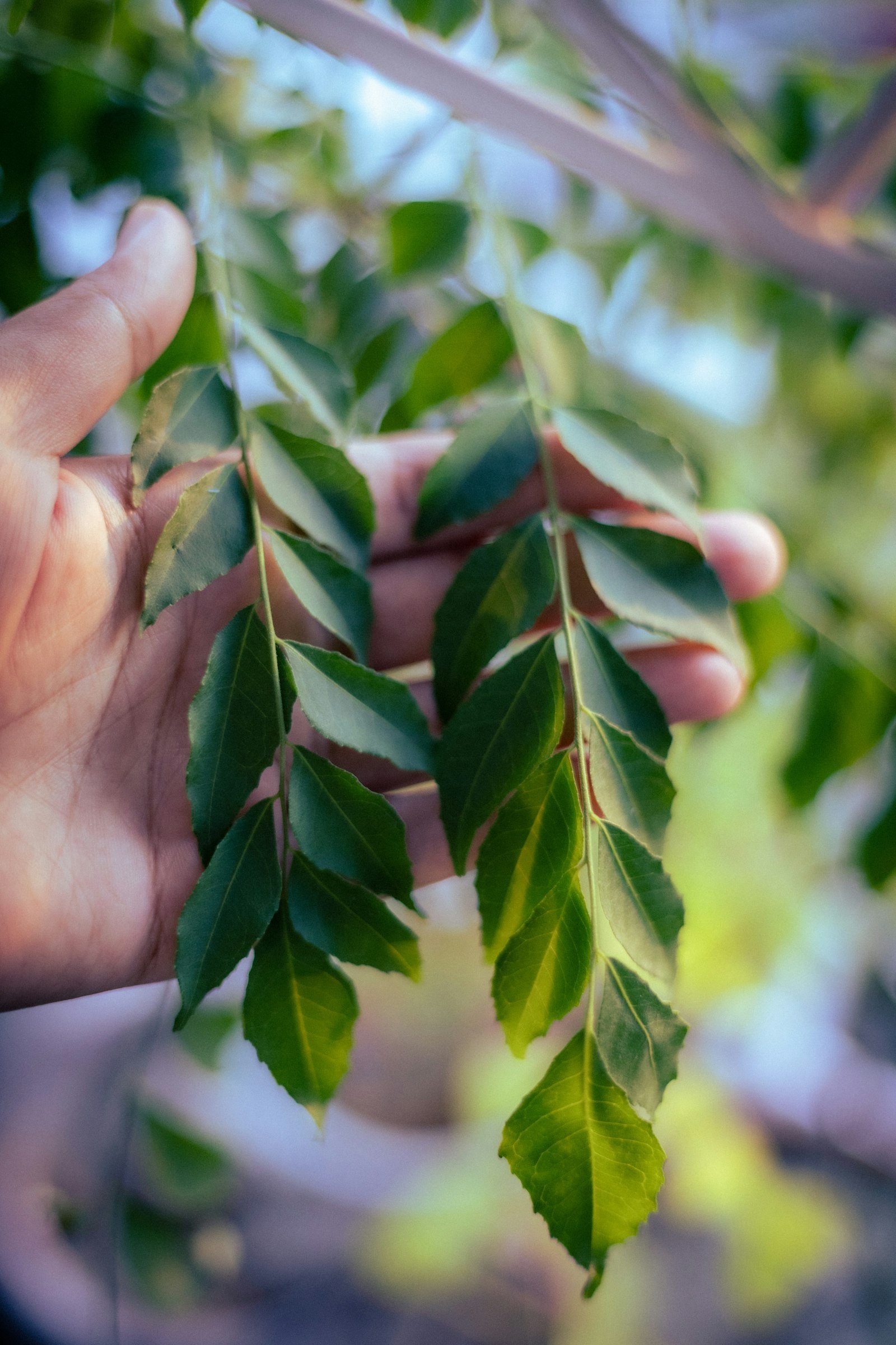 A hand holding two sprigs of fresh green curry leaves in sunlight